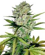 Super skunk autoflower