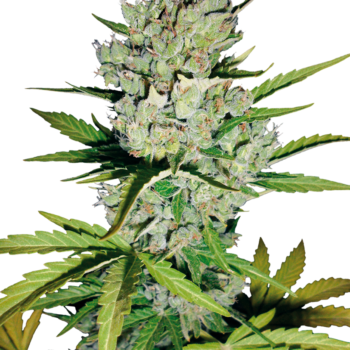 Super skunk autoflower