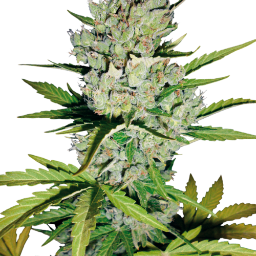 Super Skunk Autoflower XXL