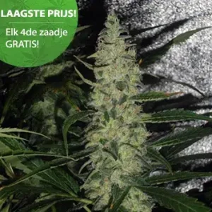 Super Skunk Cannabis Samen