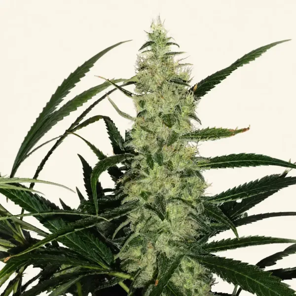 Flowering Super Skunk cannabis plant
