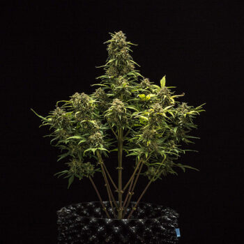sweet skunk automatic 1