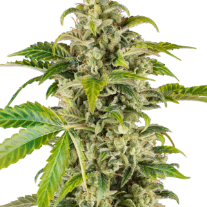 Sweet Sour Cream Autoflower Samen