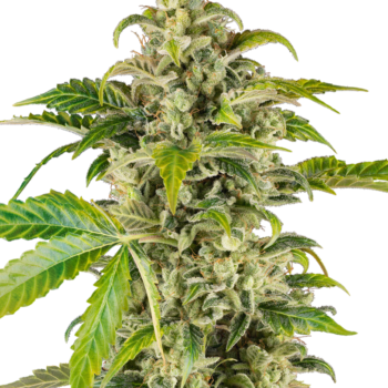 Sweet sour cream autoflower
