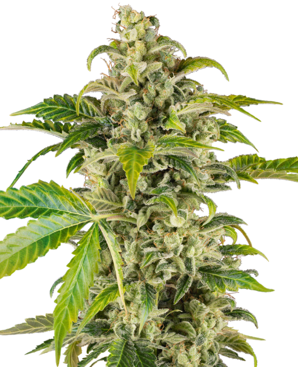 Sweet sour cream autoflower