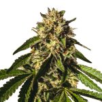 Wedding Gelato réduit 1