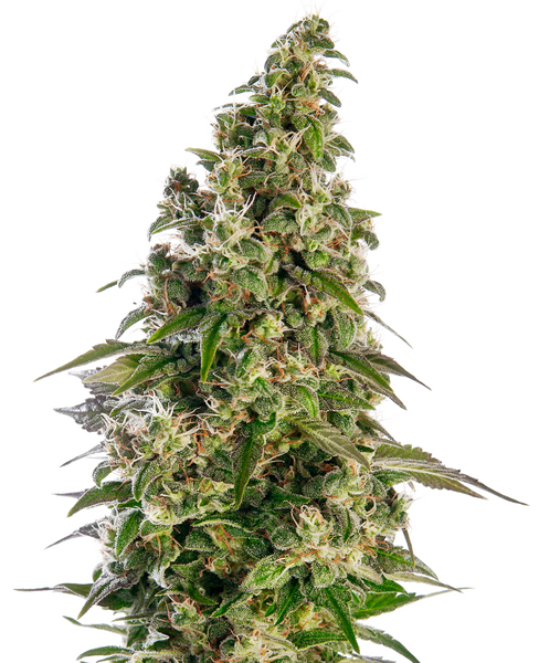 Afghani #1 Automatic zaden Cannabis Samen von Sensi Seeds — autoflower