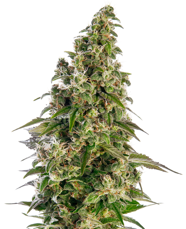 Afghani #1 Automatic zaden wietzaden van Sensi Seeds — autoflower