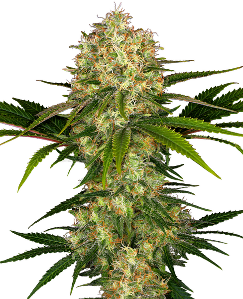 Afghani #1 feminized cannabis seeds from Sensi Seeds