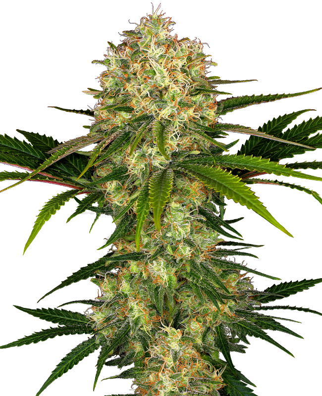 Afghani #1 Gefeminiseerde zaden wietzaden van Sensi Seeds