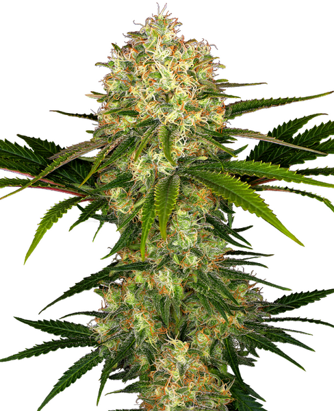 Afghani #1 regular cannabis seeds from Sensi Seeds