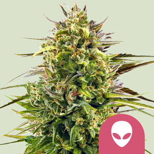 Alien OG wietzaden van Royal Queen Seeds — sativa-dominant, THC 25%