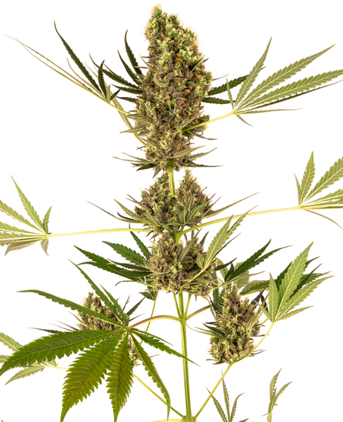 Alpine Delight CBD Automatic Zaden Cannabis Samen von Sensi Seeds — autoflower