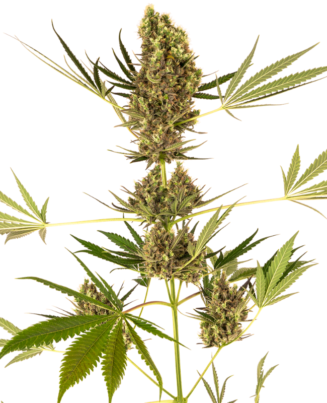 Alpine Delight CBD Automatic Zaden wietzaden van Sensi Seeds — autoflower