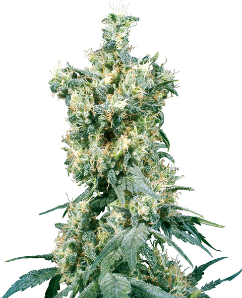 American Dream reguläre Cannabis Samen von Sensi Seeds — indica-dominant