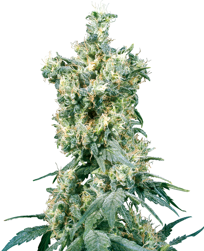 American Dream Reguliere zaden wietzaden van Sensi Seeds — indica-dominant