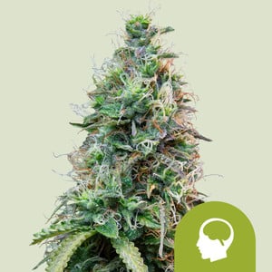 Amnesia Haze Auto wietzaden van Royal Queen Seeds — autoflower, sativa-dominant, THC 18%