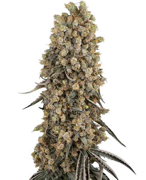 Atomic Blue Dream feminized cannabis seeds from Sensi Seeds