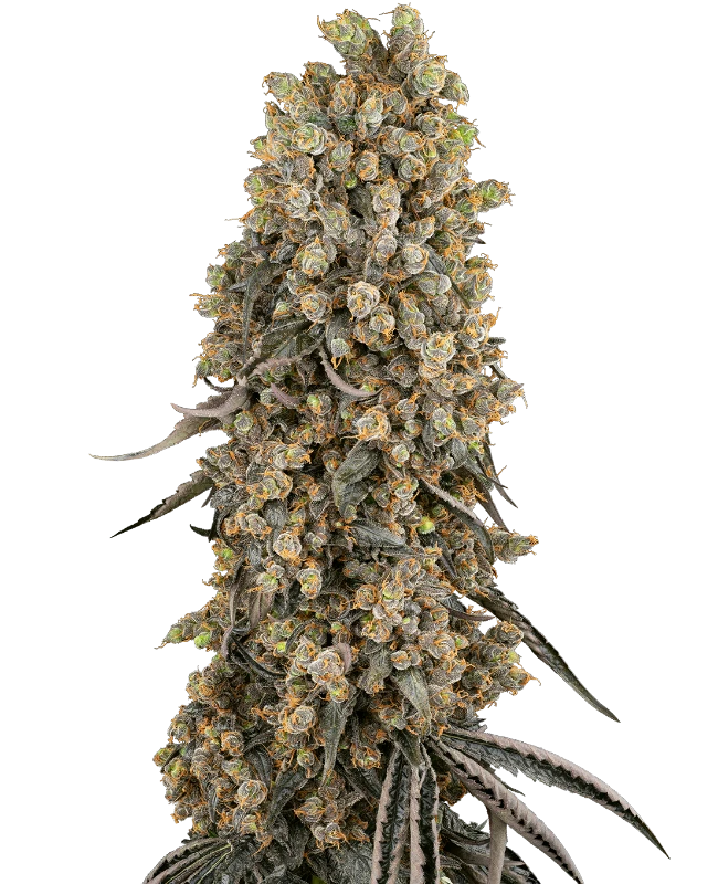 Atomic Blue Dream Gefeminiseerde wietzaden van Sensi Seeds