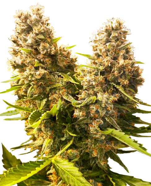 Banana Kush Cake Automatic zaden cannabis seeds from Sensi Seeds — autoflower, indica-dominant