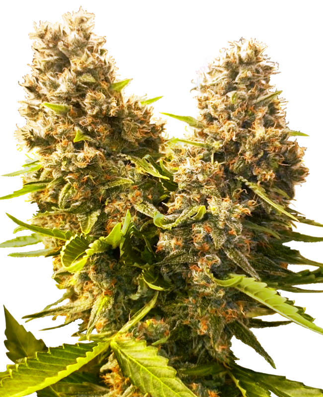 Banana Kush Cake Automatic zaden wietzaden van Sensi Seeds — autoflower, indica-dominant