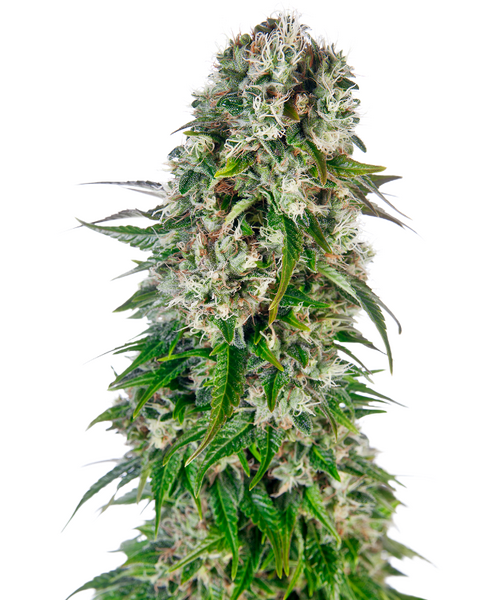 Big Bud Automatic zaden cannabis seeds from Sensi Seeds — autoflower, indica-dominant
