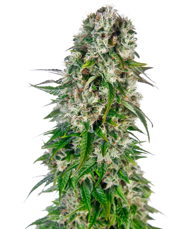 Big Bud Automatic zaden wietzaden van Sensi Seeds — autoflower, indica-dominant