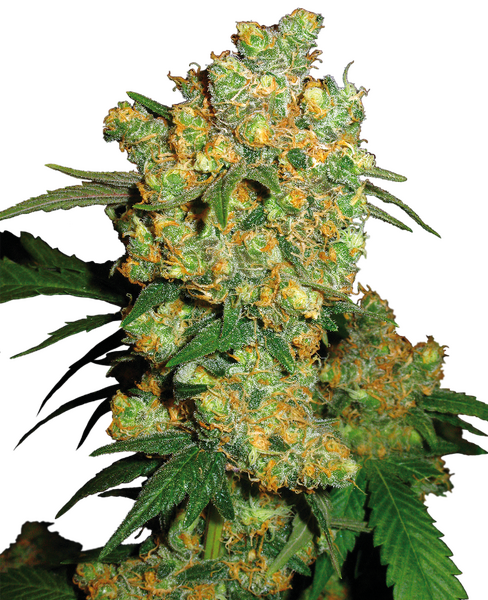 Big Bud regular cannabis seeds from Sensi Seeds — indica-dominant