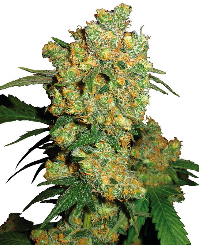 Big Bud Reguliere zaden wietzaden van Sensi Seeds — indica-dominant