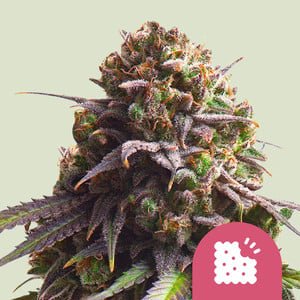 Biscotti wietzaden van Royal Queen Seeds — indica-dominant, THC 25%
