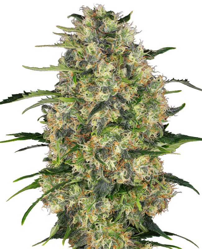 Black Domina Gefeminiseerde zaden wietzaden van Sensi Seeds