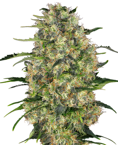 Black Domina reguläre Cannabis Samen von Sensi Seeds