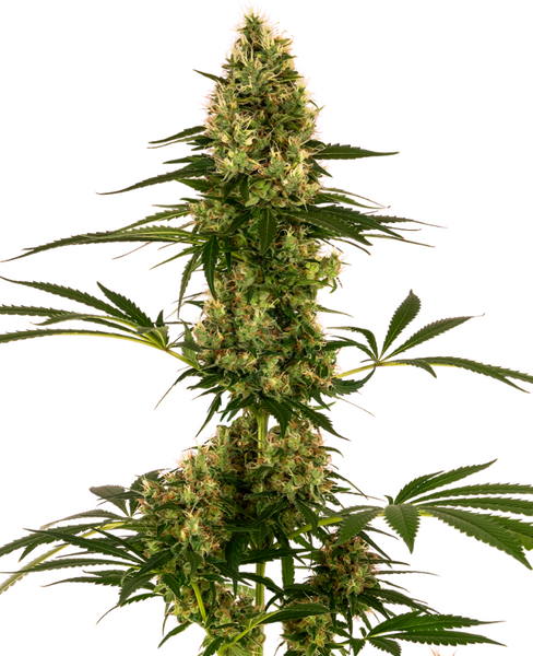 Blue Bullet Automatic zaden cannabis seeds from Sensi Seeds — autoflower