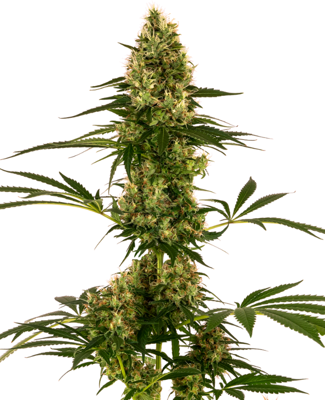 Blue Bullet Automatic zaden wietzaden van Sensi Seeds — autoflower