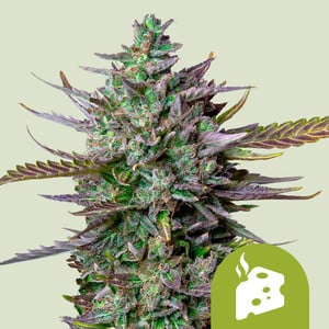 Blue Cheese Auto wietzaden van Royal Queen Seeds — autoflower, indica-dominant, THC 16%