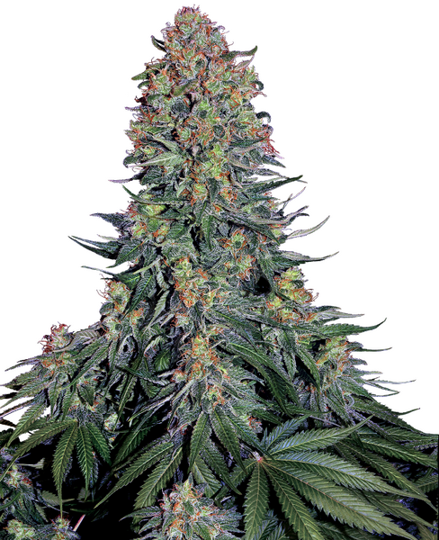 Blue Skunk feminized cannabis seeds from Sensi Seeds — indica-dominant
