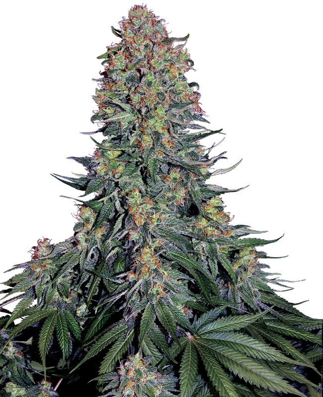 Blue Skunk Gefeminiseerde wietzaden van Sensi Seeds — indica-dominant