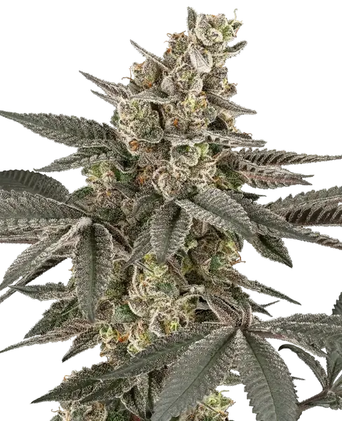 Blueberry Gasoline regular cannabis seeds from Sensi Seeds