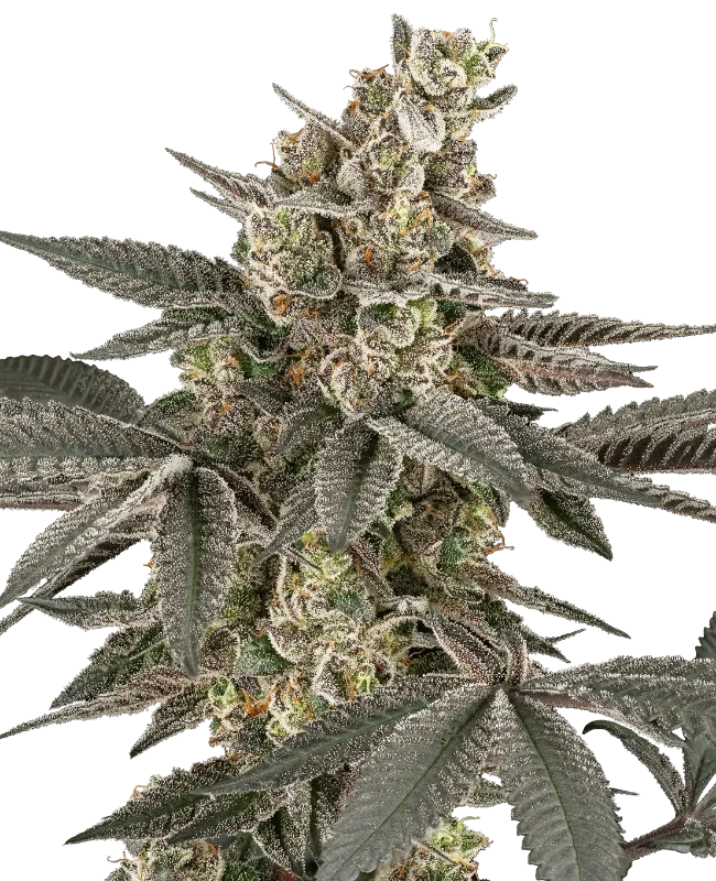 Blueberry Gasoline Reguliere wietzaden van Sensi Seeds