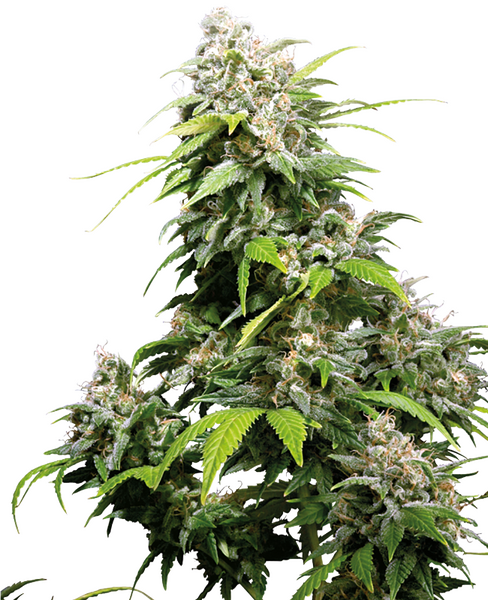 California Indica feminized cannabis seeds from Sensi Seeds — indica-dominant