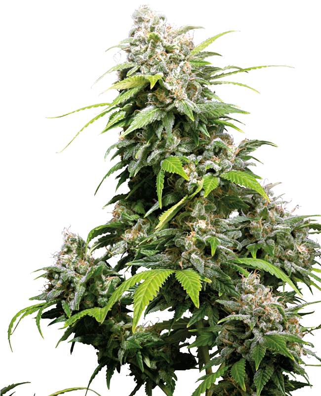 California Indica Reguliere zaden wietzaden van Sensi Seeds — indica-dominant