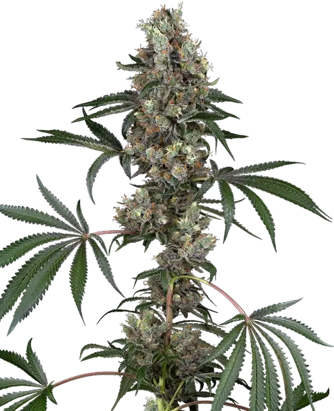 Chemberries feminisierte Cannabis Samen von Sensi Seeds
