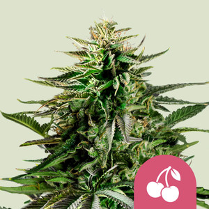 Cherry Pie wietzaden van Royal Queen Seeds — indica-dominant, THC 20%