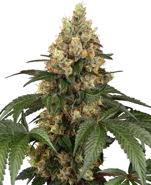 Chocolate Rainbow XXL feminisierte Cannabis Samen von Sensi Seeds — indica-dominant