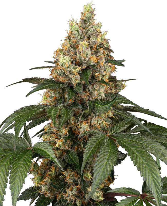 Chocolate Rainbow XXL Gefeminiseerde wietzaden van Sensi Seeds — indica-dominant