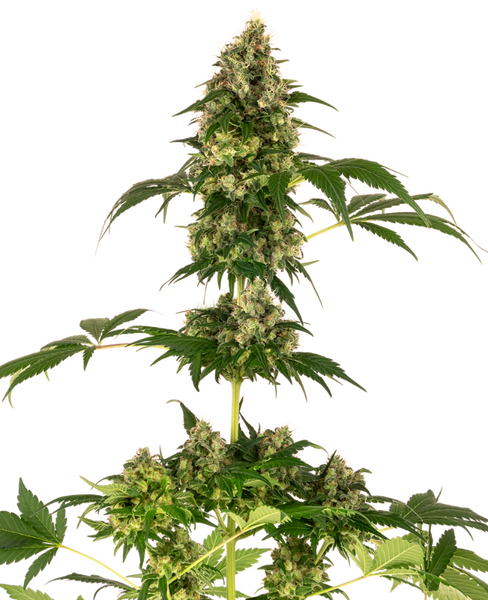 Cobalt Haze feminized cannabis seeds from Sensi Seeds