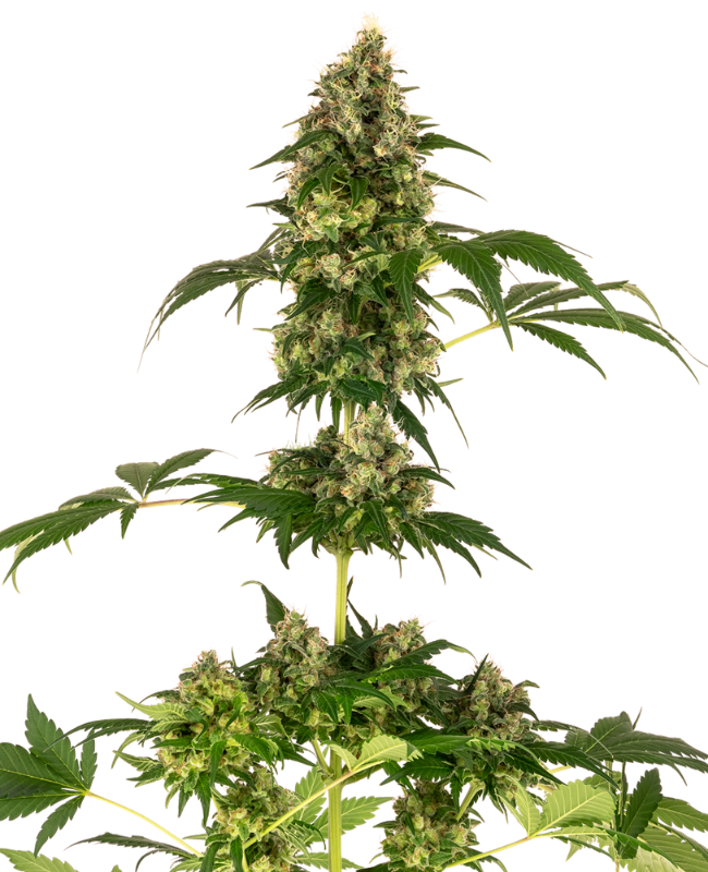 Cobalt Haze Gefeminiseerde Zaden wietzaden van Sensi Seeds