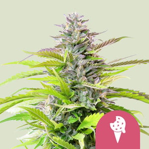 Cookies Gelato wietzaden van Royal Queen Seeds — sativa-dominant, THC 28%