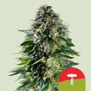 Corkscrew Auto wietzaden van Royal Queen Seeds — autoflower, sativa-dominant, THC 19%