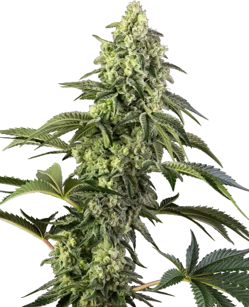 Cosmic Kiss feminisierte Cannabis Samen von Sensi Seeds — indica-dominant